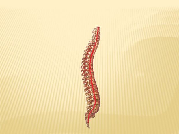 colonna vertebrale e midollo spinale